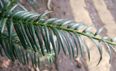 Taxus baccata