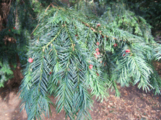 Taxus baccata