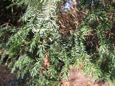 Taxus baccata