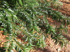 Taxus baccata