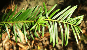 Taxus baccata