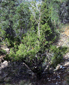 Juniperus angosturana