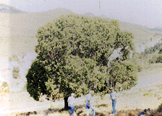 Juniperus flaccida