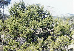 Juniperus saltillensis