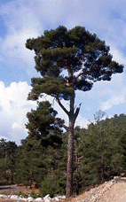 Pinus brutia