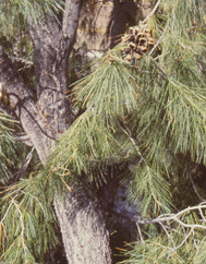 Pinus pinceana