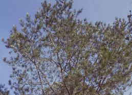 Pinus gregii