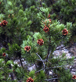 Pinus johannis