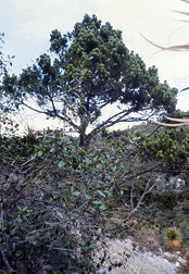 Pinus johannis