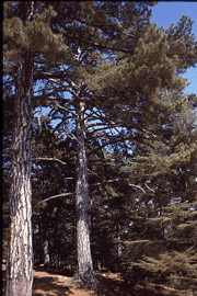 Pinus nigra caramanica
