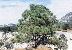 Pinus arizonica stormiae