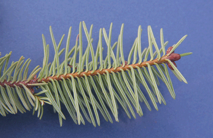 Abies coahuilensis