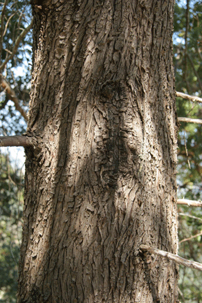 Cupressus arizonica