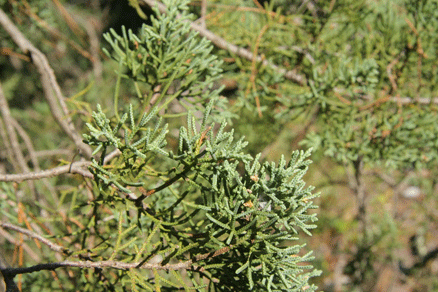 Cupressus arizonica