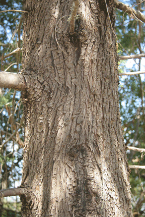 Cupressus arizonica