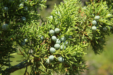Juniperus angosturana
