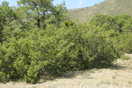 Juniperus angosturana