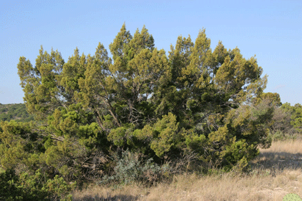 Juniperus pinchotii