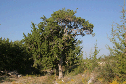 Juniperus saltillensis