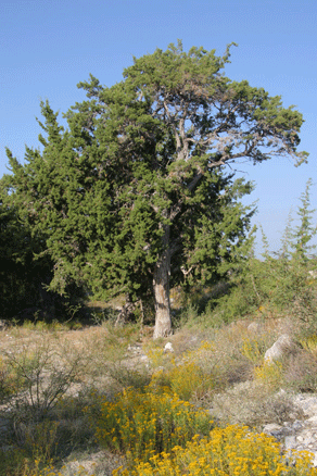 Juniperus saltillensis