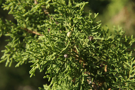 Juniperus saltillensis