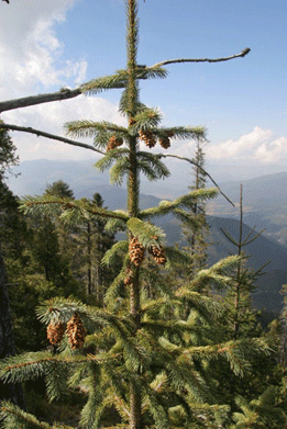 Picea mexicana