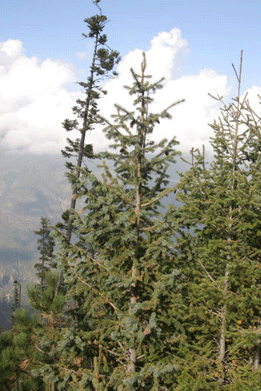 Picea mexicana