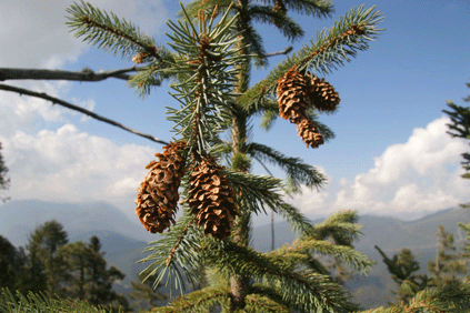 Picea mexicana