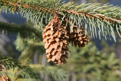 Picea mexicana