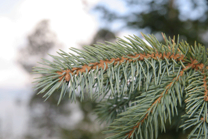 Picea mexicana
