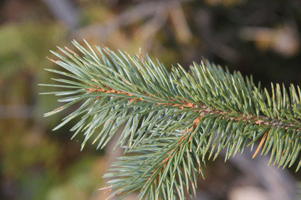 Picea mexicana