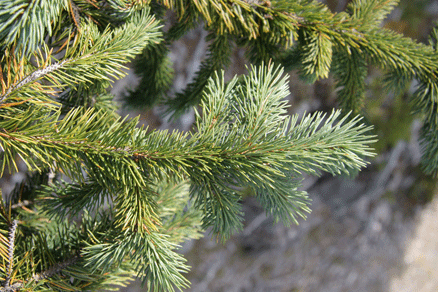 Picea mexicana
