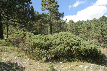 Pinus culminicola