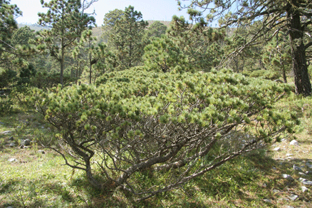Pinus culminicola