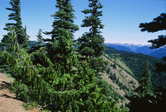 Cupressus nootkatensis
