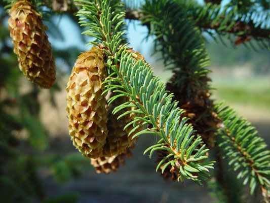 Picea sitchensis