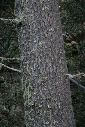 Sierra Madre Oriental