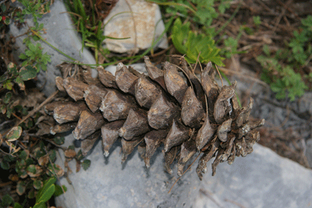 Sierra Madre Oriental