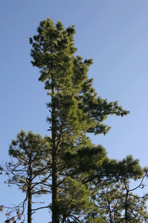Sierra Madre Oriental