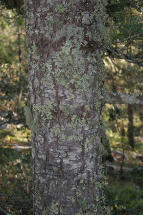 Sierra Madre Oriental