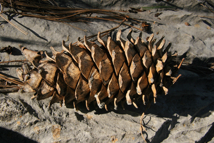 Sierra Madre Oriental