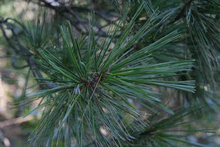 Sierra Madre Oriental