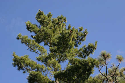 Sierra Madre Oriental