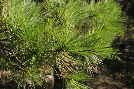 Sierra Madre Oriental