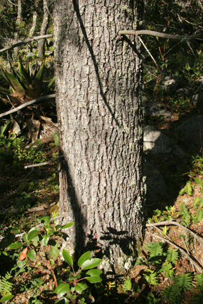 Sierra Madre Oriental