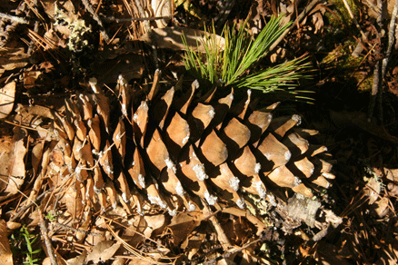 Sierra Madre Oriental