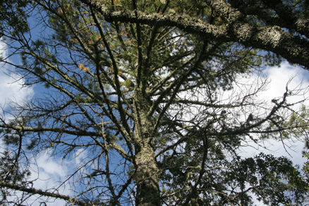 Sierra Madre Oriental