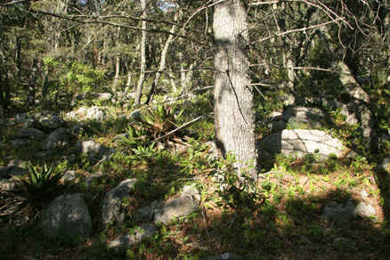 Sierra Madre Oriental