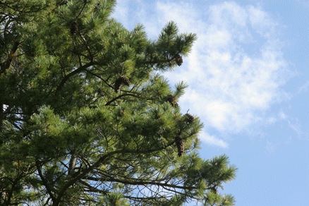 Sierra Madre Oriental