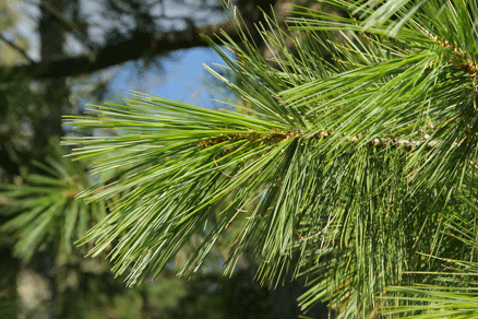 Sierra Madre Oriental